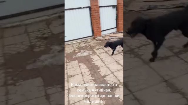 16-04-2025 Катя, пристраиваем в семью