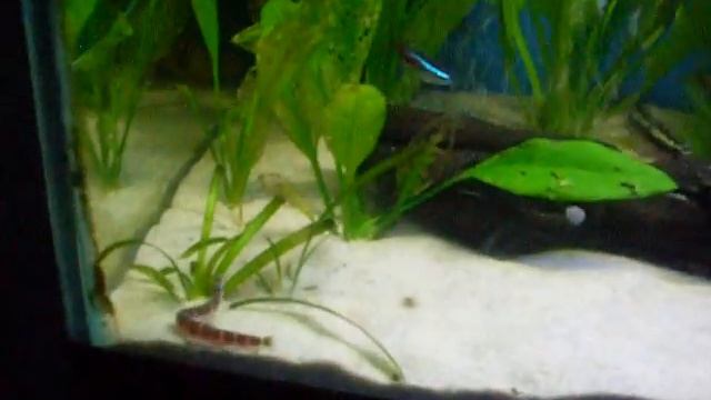 My Tropical Fish Tank