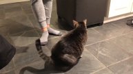 Cat Mochi Mak