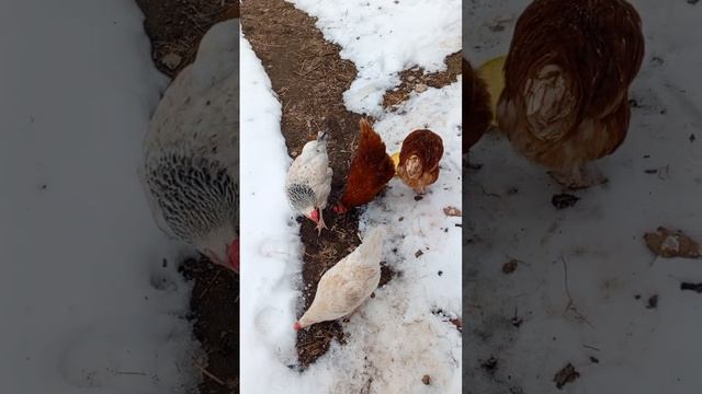 Куры и снег