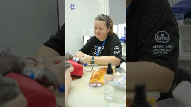 Как чувствуют себя котики после донации в Банк Крови Шанс Био?