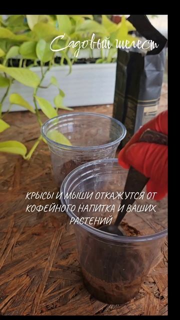 Кофейное удобрение для растений 🌿#shelestsad