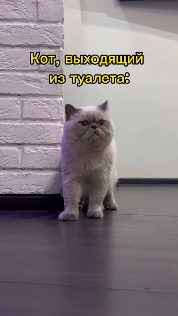Сюрприз