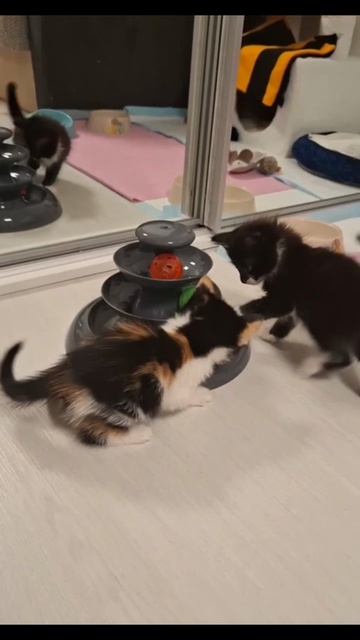 У Няшиных малышей новая семья 😻😻😻!#котята #милота#рутюб