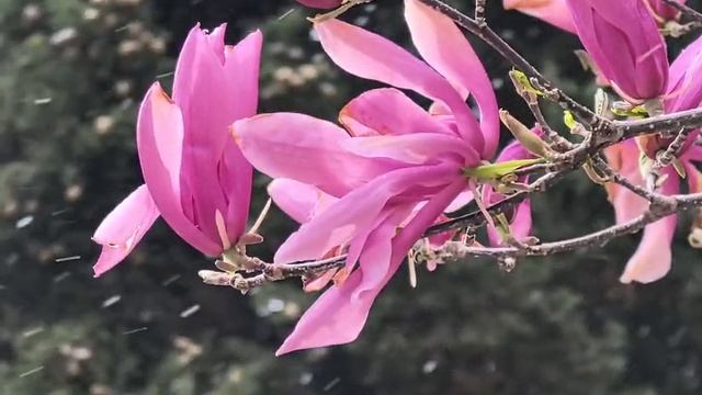 Снег над магнолией. Видео Л.П. Юрчишко