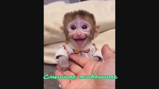 Смешные животные