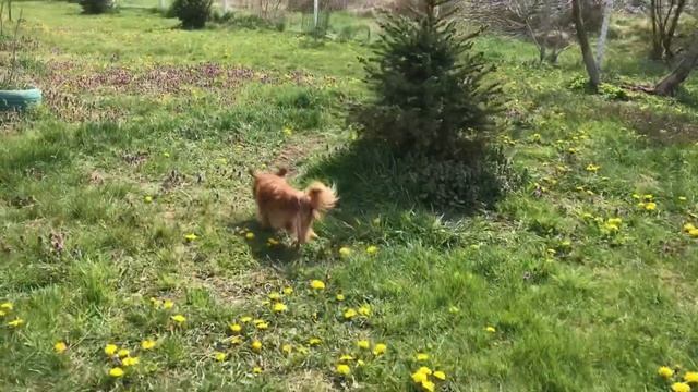 Chicco