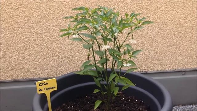 Gurke - Nostrano , Chili - De Cayenne , Peperoni - Hot Salza Update