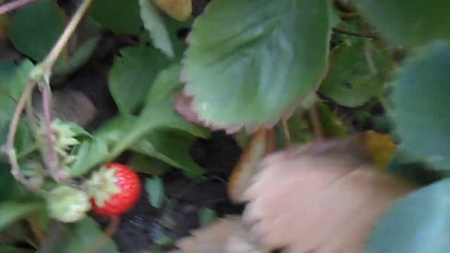 😊🍓🍓🍓 Несравненная Клубника! О Себе Нам Расскажи-Ка!🍓🍓🍓Сентябрь На Дворе.....