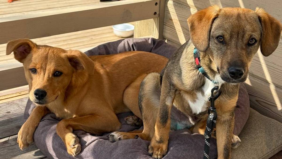 Фокс и Пират ищут дом