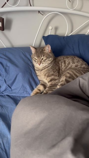 Милая шотландская вислоухая кошка и кот каждое утро
