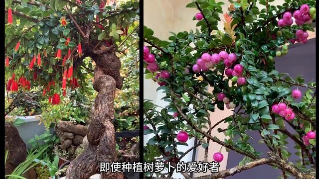 一个神秘是盆景树种 那么好的基础为什么不会火