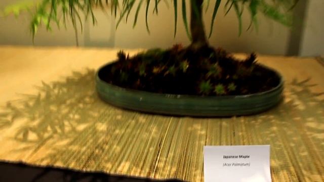 Bonsai at the RBG,  June Show 2014