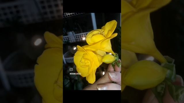 Любимые сорта моих фрезий.