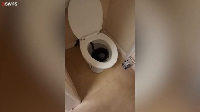 Woman finds 4ft python in her TOILET | SWNS