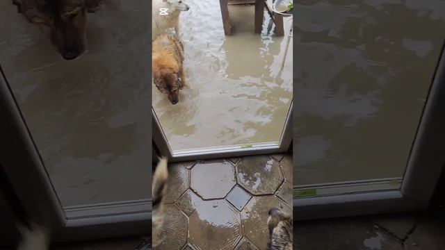 Приют затопило. Собаки на ночь останутся в воде