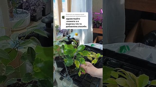 Что добавить в воду для укоренения.