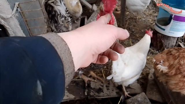 Курочки (яйценоскость хорошая, на улице тепло)))