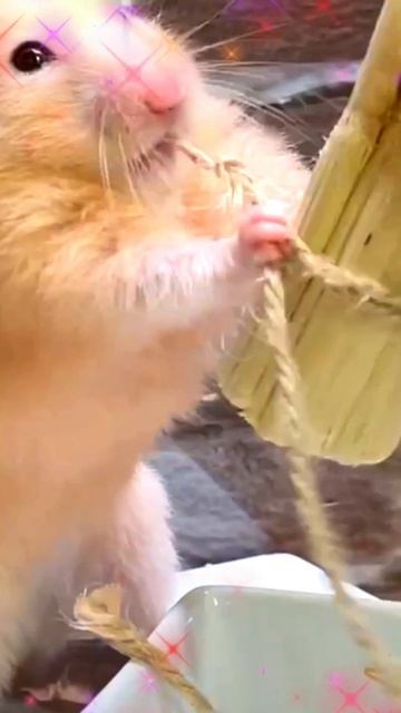 紐をやっと噛み切れてホッとする ゴールデンハムスター が激カワ💗 【16：9バージョンはコメント欄のURLをクリック！】#shorts