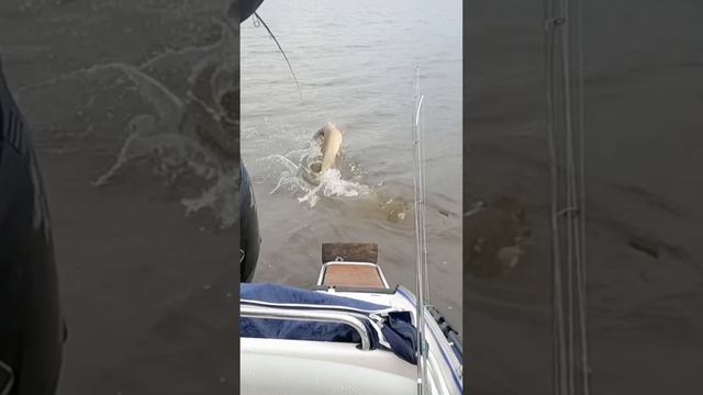 НАУЧУ ЛОВИТЬ МЕТРОВЫХ ЩУК НА ЖУКА😁☝️