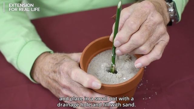 How to Root Plants from Cuttings