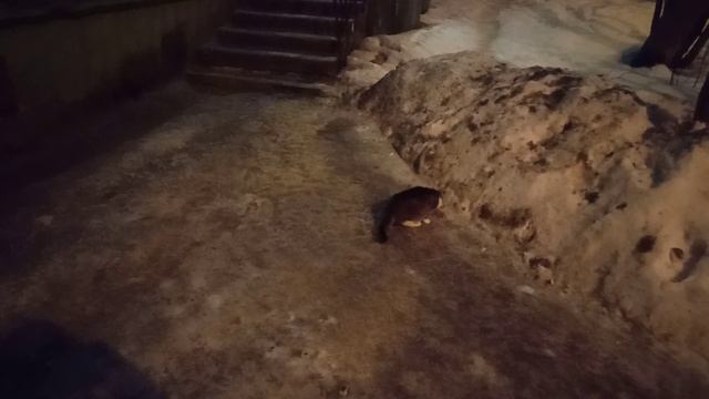 Уличная коша ест, а рыжему коту завидно! ^^