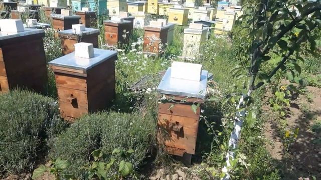 Пчеловоды об этом умалчивают. Когда пчела должна быть дома? Зимуем без проблем.