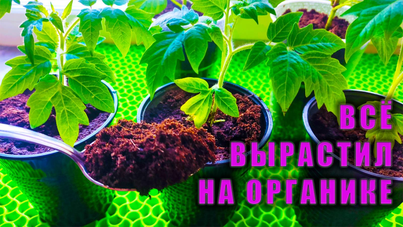 Минеральные удобрения не работают‼️ Рассада на толстой ножке 🌱 коренастая на 100% Органике 👍