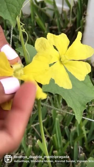 Hand Pollination #shorts #youtubeshorts