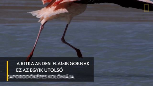 Flamingók násztánca | National Geographic