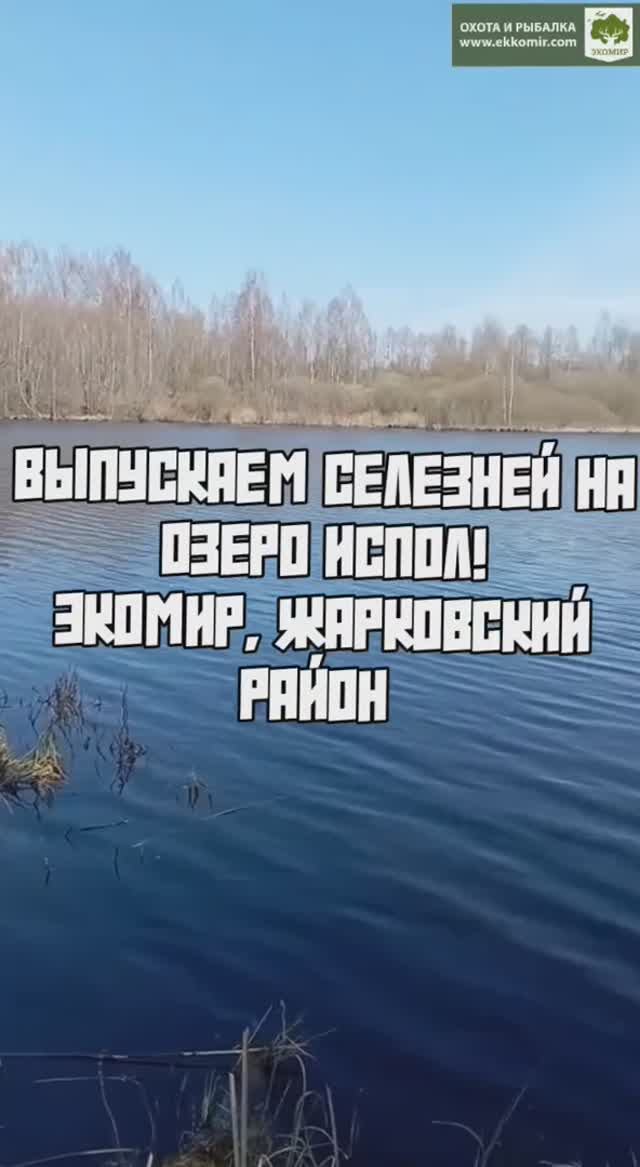 Выпускаем селезней на озеро.