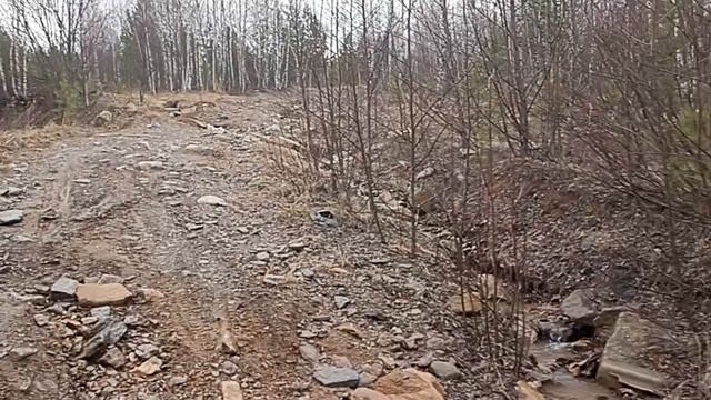 Прогулочка по лесу