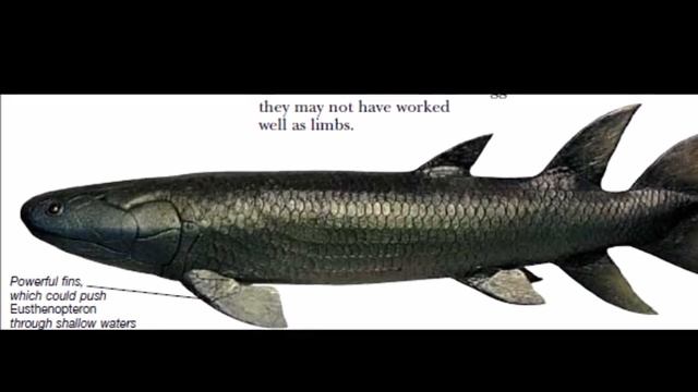 Eusthenopteron: Close Relative of Tetrapods