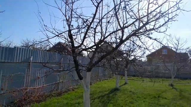 Вся рассада теперь в теплице.  Ремонт ставлю на паузу.