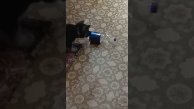 Собака ВЕО знакомство с бутылкой
