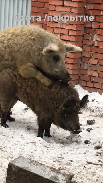 Разведение Венгерской пуховой Мангалицы.Покрытие свинки!