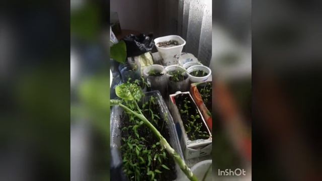 Рассада