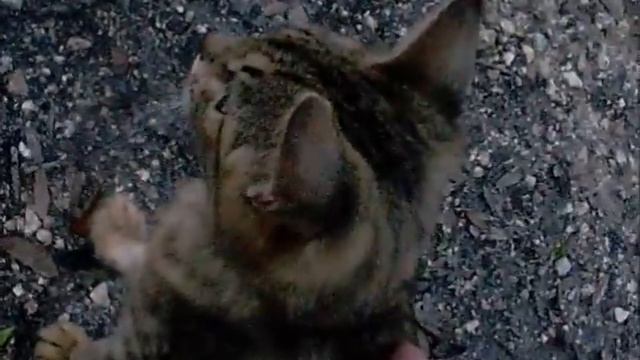 Before and After Lime Dip Treatment: Cat Rescued With Sarcoptic Mange