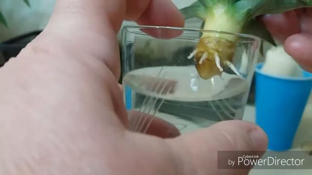 Μεγαλώνουμε  ανανά από κορφή.How To Grow A Pineapple Top