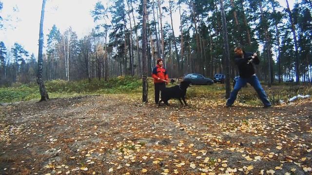 Guard Dogs: testing in Bolshaya Izhora (SPb). Part 50