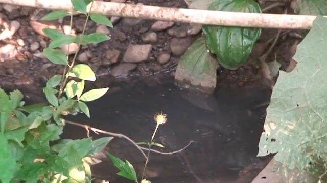 Слив.кан.на мой участок из Борделя Коротенко20120611054729