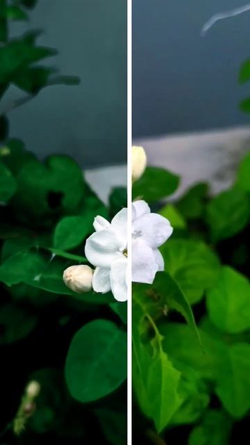 Jasmine #jasmine #naturephotography #youtubeshorts #trendingshorts