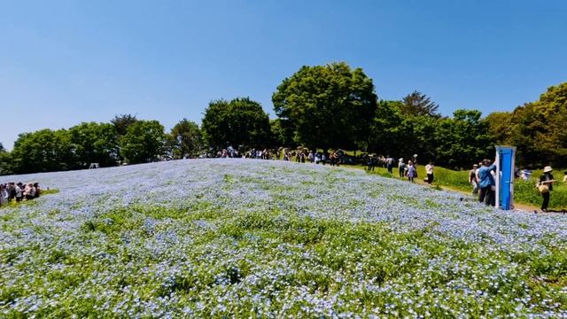 昭和記念公園 / ネモフィラ /  Showa Kinen( Memorial) Park / Nemophila (2024)
