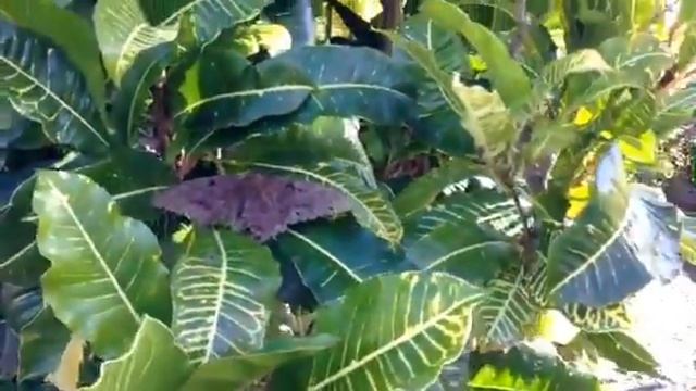 Black Witch Moth in Hawaii