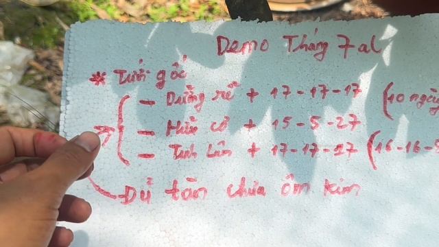 Demo tháng 7al,chăm sóc mai vàng trồng chậu,,,lưu ý tạo nụ mai vàng