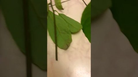 LENA🌺LETO: Осторожно: Солнце!!! #lenaleto #хочуврек #осторожно #солнце