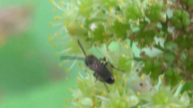 Lasioglossum mining bee