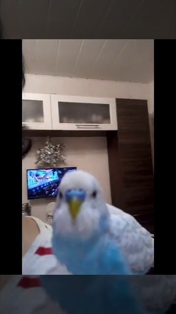 Тиша ластится
