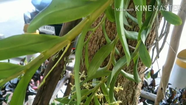 Dendrobium Orchidnin Thailand เอื้องดอกมะขาม Dendrobium Delacourii Guillaumin