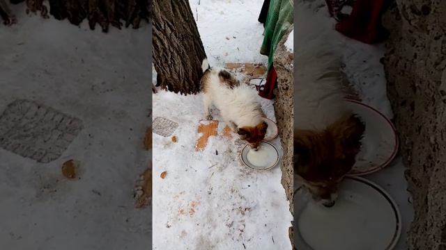 УТРОМ ВСЕ, НАВЕРНЯКА, ЛЮБЯТ ВЫПИТЬ МОЛОКА!